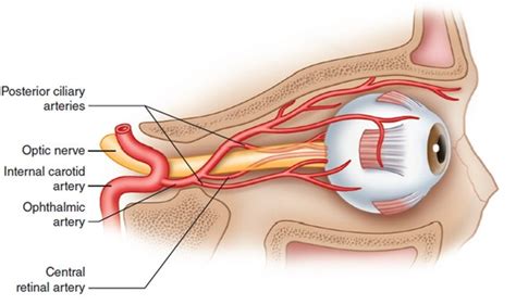 emDOCs.net – Emergency Medicine EducationCentral Retinal Artery ...