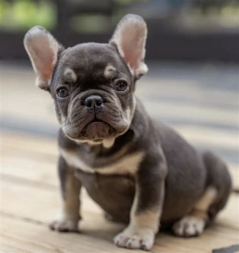 Teacup French Bulldog - The Truth About This Mini Breed.