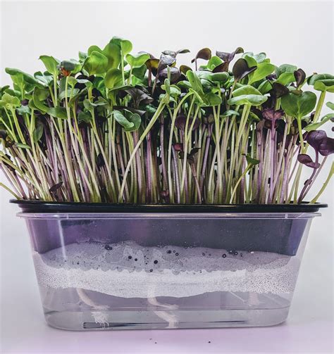 Large Premium V2 Hydroponic Microgreen Grow Kit, 3 Crops of Fresh ...