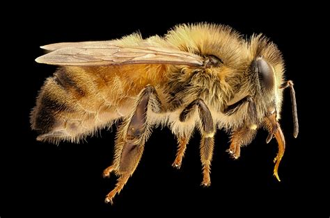 Apis mellifera, f – López-Uribe Lab