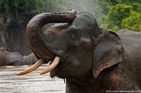 Interesting facts about Asian elephants | Just Fun Facts