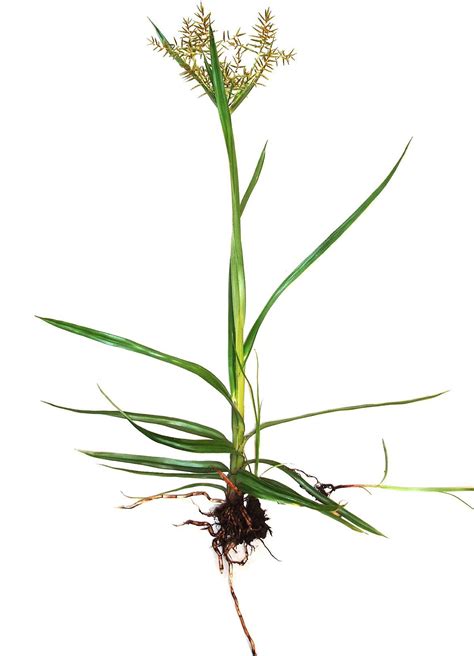 Wiki: Sedge ☆Chufa ☆Tiger Nut* ☆Earth Almond* ☆Atadwe ☆Yellow Nutsedge ...