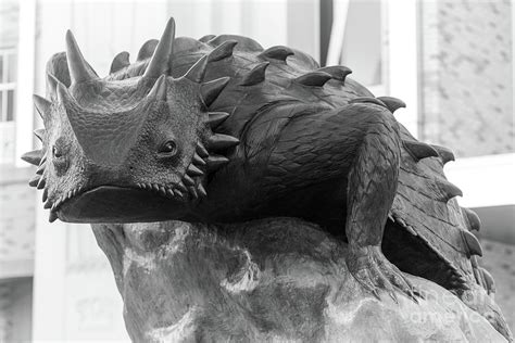 TCU Horned Frog Mascot Photograph by Inge Johnsson - Fine Art America