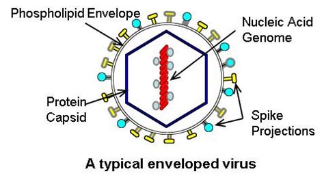 Viruses: Introduction | British Society for Immunology