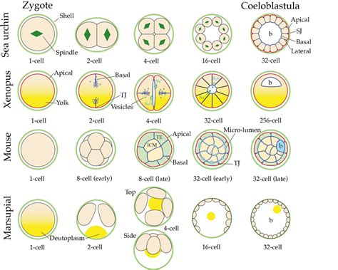 Blastocoel morphogenesis: a biophysics perspective — Turlier Lab