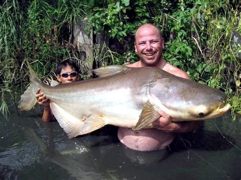 Mekong Giant Catfish – "OCEAN TREASURES" Memorial Library