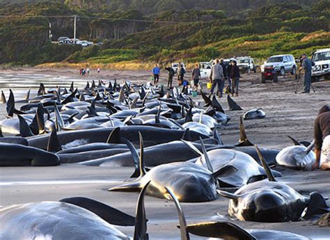 Whale Mass Strandings Linked To Hearing Loss