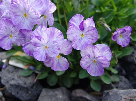 Purple Viola Free Stock Photo - Public Domain Pictures