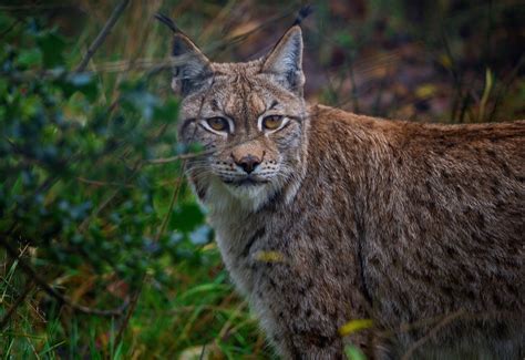 Lince Gato Montés Grande - Foto gratis en Pixabay