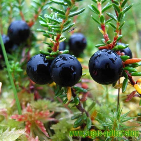 Crowberry, Black Crowberry Seeds (Empetrum nigrum)