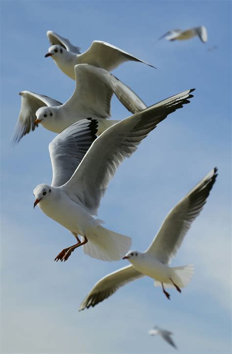 Flock of Seagulls Flying during Daytime · Free Stock Photo