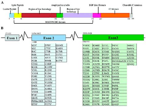 Proteomic and genomic organization of perforin. Linear representation ...