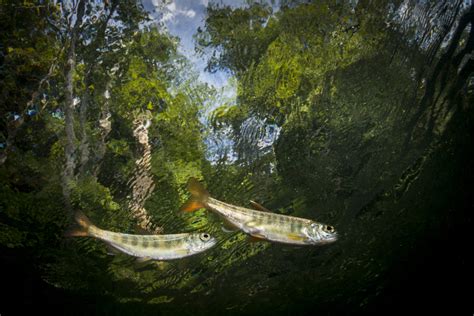 Flood infrastructure: ‘the biggest salmon habitat issue you’ve never ...