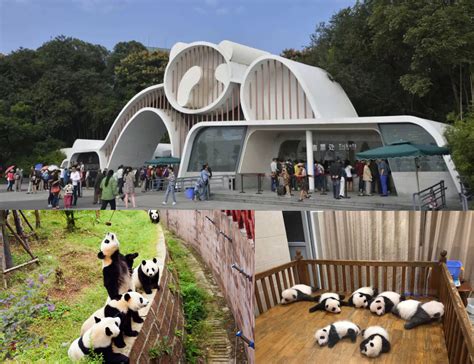 Where to See Pandas in China, Top 5 Places to See Giant Pandas ...