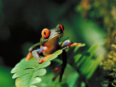 Tree Frog