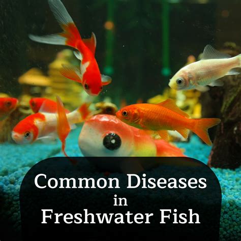 The Signs of Ich and Other Common Freshwater Fish Diseases - PetHelpful