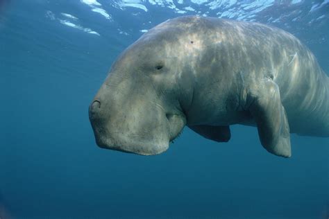 Dugong | National Geographic | Dugong, Australia animals, Sea cow