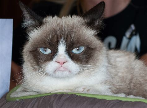 Grumpy Cat, the face of thousands of internet memes, has died