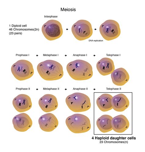 Haploid