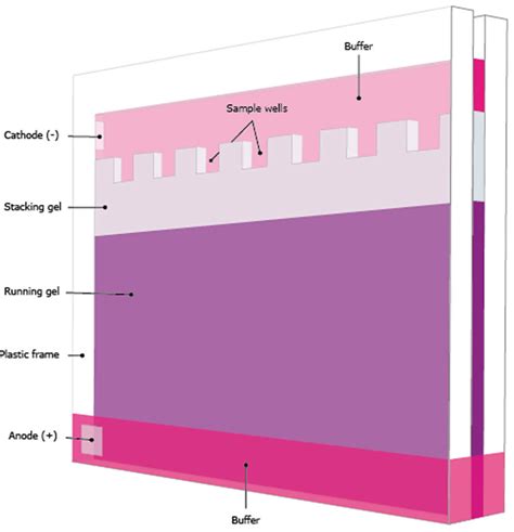 Western Blot Gel Electrophoresis