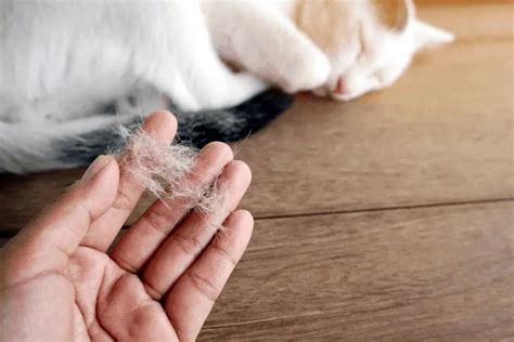 11 Major Signs That Your Cat Has Eczema - Our Eczema - Dedicated to ...