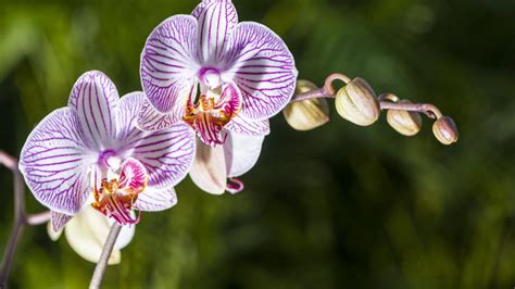 Our 3 favorite orchids to grow indoors