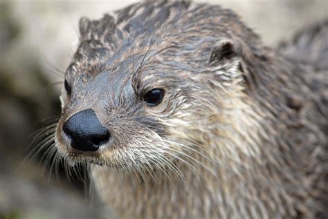 Lawmakers narrowly OK extension to otter trapping season - VTDigger