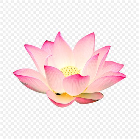 Pink Lotus Flower Clipart Vector, Pink Lotus Flower Clipart Png, Flower ...