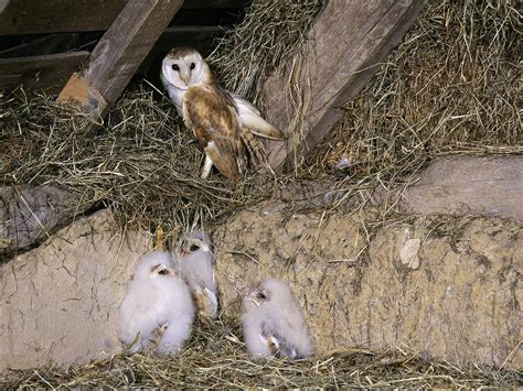 Barn Owl Nesting: Complete Guide | Birdfact