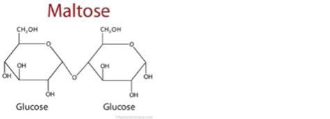 Enzymes in Brewing - Colorado Brewers Guild