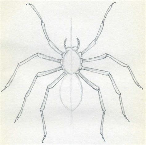 Pencil Drawings Of Spiders