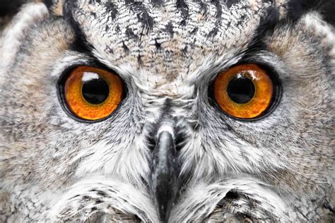 9 Facts about Owls - Fact Expert