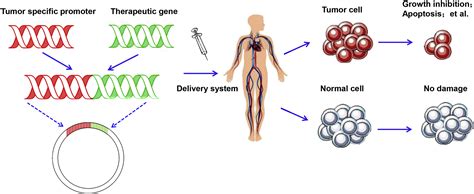 Promoter-Operating Targeted Expression of Gene Therapy in Cancer ...