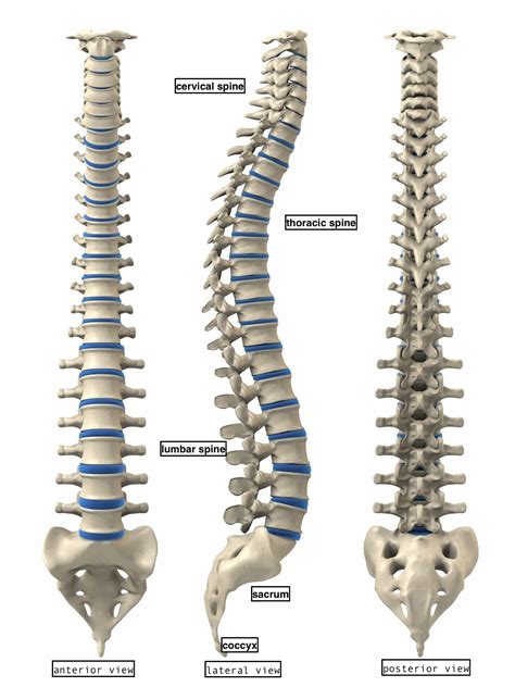 anatomy4fitness