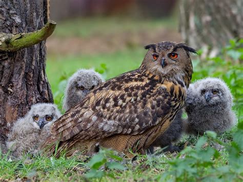 Eurasian Eagle-Owl - eBird