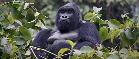 Mountain Gorilla | African Wildlife Foundation