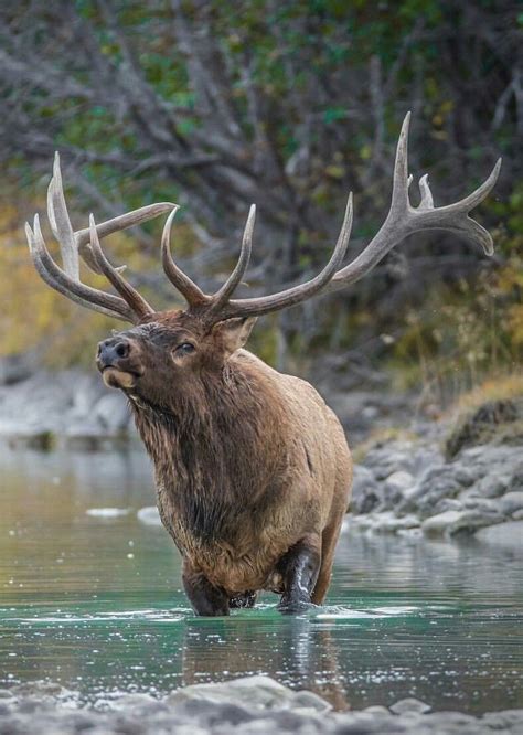 Big bull Elk Pictures, Wildlife Pictures, Animal Pictures, Trophy ...