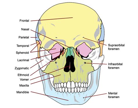 5.1: Bones of the Skull - Medicine LibreTexts