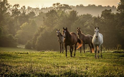 Wild Horses Wallpapers - Wallpaper Cave