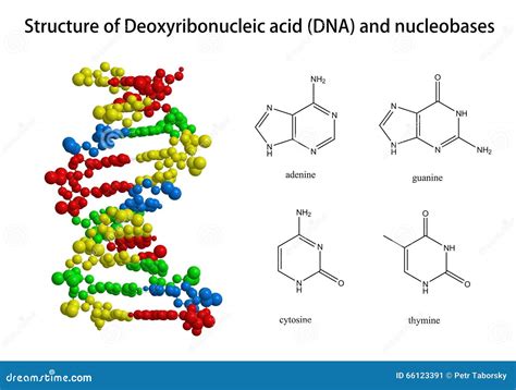 Structure Of DNA And Related Nucleobases Stock Illustration - Image ...