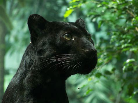 Download Animal Black Panther HD Wallpaper