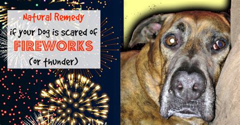 Natural Remedy If Your Dog Is Scared Of Fireworks Or Thunderstorms ...