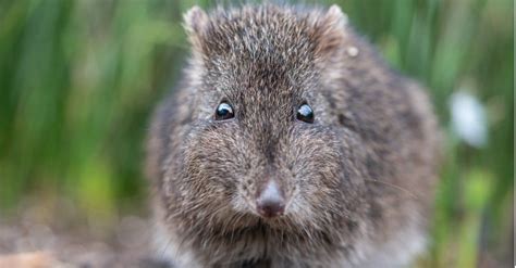 Potoroo - A-Z Animals