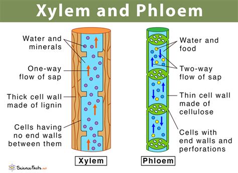 Xylem Labelled Diagram