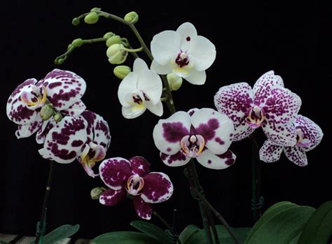 Harlequin Phalaenopsis