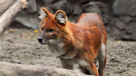 North Carolina Zoo welcomes 2 litters of endangered red wolf pups