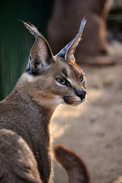 Caracal Big Floppa Cat Breed