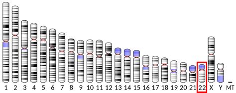 File:Ideogram human chromosome 22.svg - Wikipedia