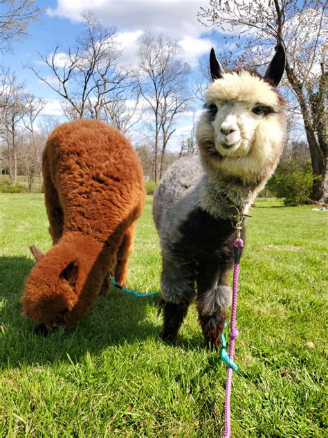 My Pet Alpaca - Home