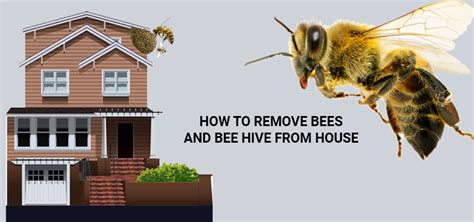 How to Get Rid of Bees or Bee Hive from Home - Get Pest Control